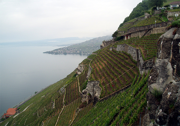 vue aérienne des cultures le long du lac léman à Chardonne en Suisse